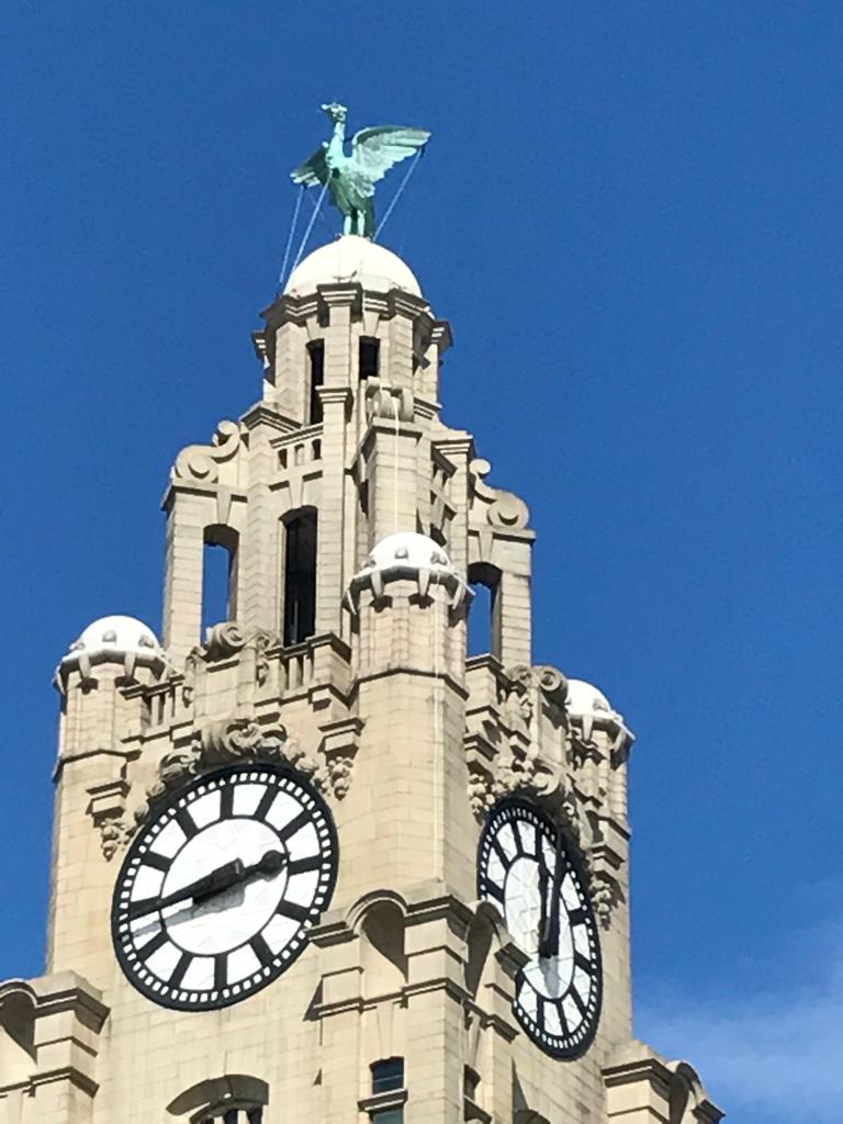 Einer der beiden Liverbirds